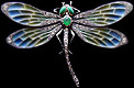 Jugendstil silver plique-a-jour dragonfly brooch.